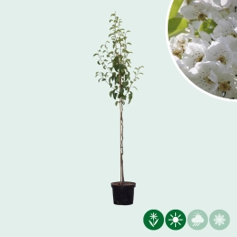 Pyrus C. Clapps Favorite