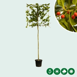 Kastanienblättrige Stechpalme als Spalier