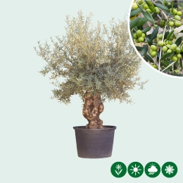 Alter Olivenbaum