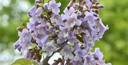 Welche Bäume haben blaue Blüten?