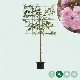 Japanische Blütenkirsche als Spalier