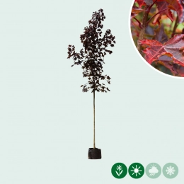 Acer platanoides 'Royal Red'