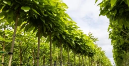 Alle Vor- und Nachteile der Kugelcatalpa