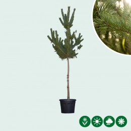 Waldkiefer
