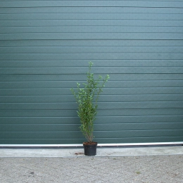 Ligusterhecke 80 cm