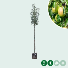 Große Birnbäume