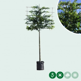 Hainbuche als Spalier