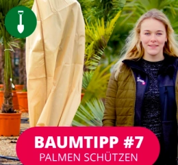 Baumtipp  #7 Palme schützen