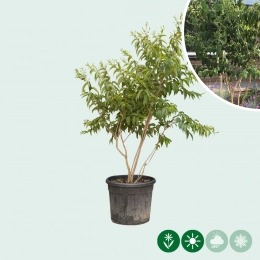 Sieben Söhne des Himmels Baum mehrstämmig