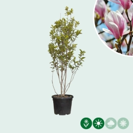 Magnolie soulangeana mehrstämmig