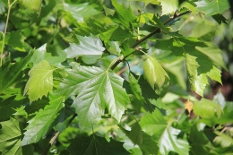 Platane als Spalier