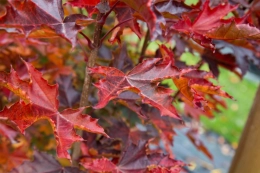 Bäume mit roten Blättern