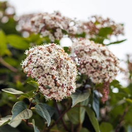 Schneeball baum (Viburnum)