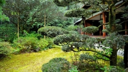 Bäume für einen Japanischen Garten