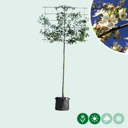 Zierbirne als Spalier