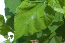 Kugelcatalpa
