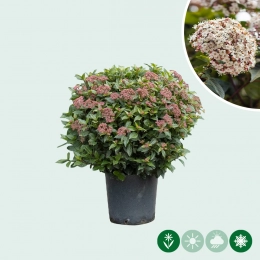 Schneeball kugelförmig