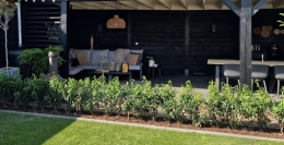 Vor- und Nachteile des portugiesischen Lorbeers