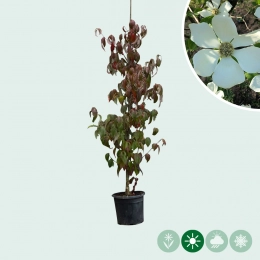 Hartriegel Cornus