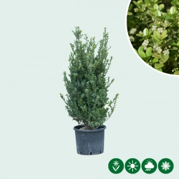 Japanische Stechpalme Hecke