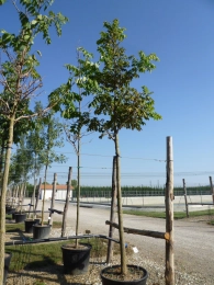 Amur-Korkbaum