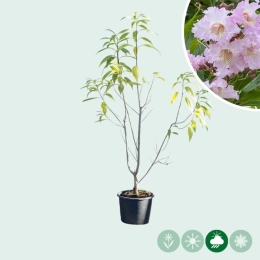 Schmalblättriger Trompetenbaum