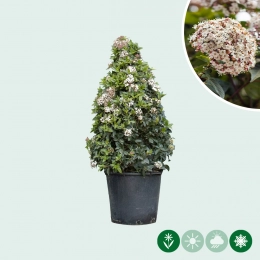 Schneeball kegelförmig