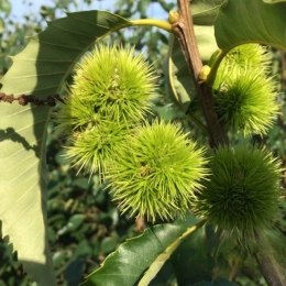 Edel Kastanie mehrstämmig