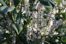 Kirschlorbeer als Spalier