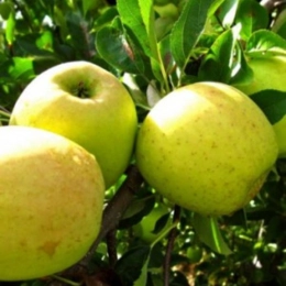 Malus D. Golden Delicious