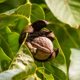 Der perfekte Walnussbaum für Ihren Garten!