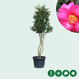 Mehrstämmige Japanische Rose