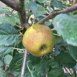 Malus D. Schone van Boskoop / Goudreinette