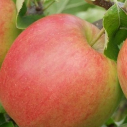 Malus D. Jonagold