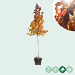 Amberbaum auf Stamm