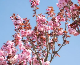 Welche Bäume blühen im April