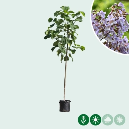 Blauglockenbaum