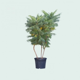 Mehrstämmiger Essigbaum