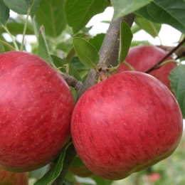 Malus D. Ecolette