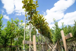 Baumarten: Welche Arten von Bäumen können Sie in Ihrem Garten pflanzen?