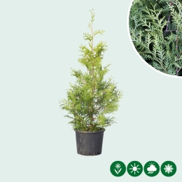 Alle Produkte in taxon_name anzeigen