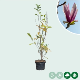 Magnolie 'Spectrum' Busch