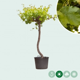 Traubenbaum