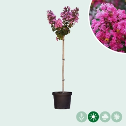 Lagerstroemia Halbstamm