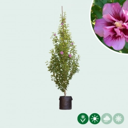 Hibiskus