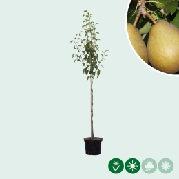Pyrus C. Beurre Hardy