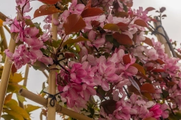 Wie weit sollte ein Baum von der Grundstücksgrenze entfernt stehen?