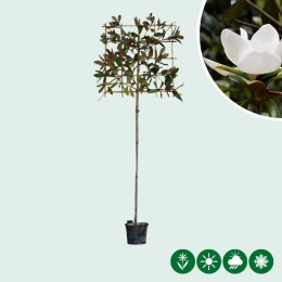 Magnolie als Spalier