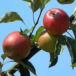 Malus D. Benoni