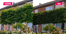 Wie und wann Sie den Portugiesischen Lorbeer schneiden